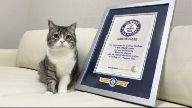 金氏世界紀錄認證！もち様（Mochi-Sama）成為Youtube上最多人收看的貓咪！